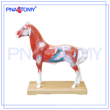 PNT-AM42 venta caliente caballo acupuntura Modelo anatomía animal modelo